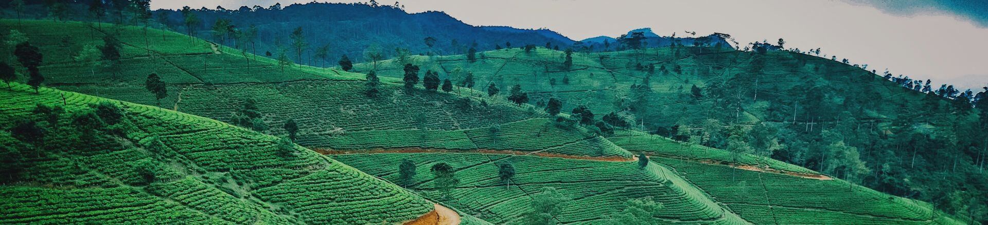 טיולים מאורגנים לסרי לנקה